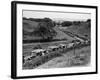 Glasgow Taxis Taking Children from Mearnskirk Hospital on Their Annual Outing to Troon, 1955-null-Framed Photographic Print