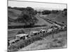 Glasgow Taxis Taking Children from Mearnskirk Hospital on Their Annual Outing to Troon, 1955-null-Mounted Photographic Print