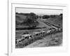 Glasgow Taxis Taking Children from Mearnskirk Hospital on Their Annual Outing to Troon, 1955-null-Framed Photographic Print