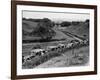 Glasgow Taxis Taking Children from Mearnskirk Hospital on Their Annual Outing to Troon, 1955-null-Framed Photographic Print