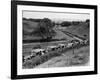 Glasgow Taxis Taking Children from Mearnskirk Hospital on Their Annual Outing to Troon, 1955-null-Framed Photographic Print