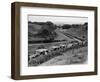 Glasgow Taxis Taking Children from Mearnskirk Hospital on Their Annual Outing to Troon, 1955-null-Framed Photographic Print