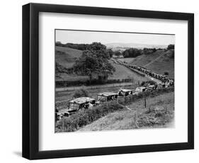Glasgow Taxis Taking Children from Mearnskirk Hospital on Their Annual Outing to Troon, 1955-null-Framed Photographic Print