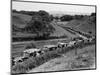 Glasgow Taxis Taking Children from Mearnskirk Hospital on Their Annual Outing to Troon, 1955-null-Mounted Photographic Print