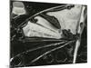 Glass, 1954-Brett Weston-Mounted Photographic Print