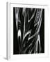 Glass, 1981-Brett Weston-Framed Photographic Print