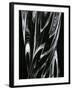 Glass, 1981-Brett Weston-Framed Photographic Print