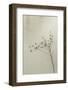 Glass Backed Dried Plant-null-Framed Photographic Print