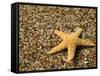 Glass Beach with Star Fish, Kauai, Hawaii, USA-Terry Eggers-Framed Stretched Canvas