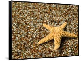 Glass Beach with Star Fish, Kauai, Hawaii, USA-Terry Eggers-Framed Stretched Canvas