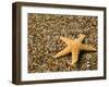 Glass Beach with Star Fish, Kauai, Hawaii, USA-Terry Eggers-Framed Premium Photographic Print