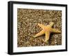 Glass Beach with Star Fish, Kauai, Hawaii, USA-Terry Eggers-Framed Premium Photographic Print