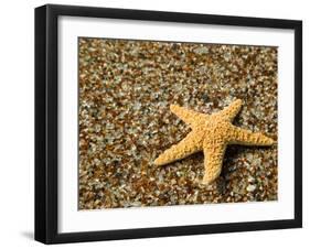 Glass Beach with Star Fish, Kauai, Hawaii, USA-Terry Eggers-Framed Premium Photographic Print