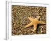 Glass Beach with Star Fish, Kauai, Hawaii, USA-Terry Eggers-Framed Photographic Print