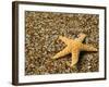 Glass Beach with Star Fish, Kauai, Hawaii, USA-Terry Eggers-Framed Photographic Print