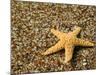 Glass Beach with Star Fish, Kauai, Hawaii, USA-Terry Eggers-Mounted Photographic Print