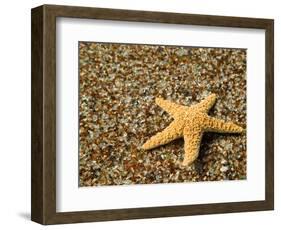 Glass Beach with Star Fish, Kauai, Hawaii, USA-Terry Eggers-Framed Photographic Print