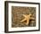 Glass Beach with Star Fish, Kauai, Hawaii, USA-Terry Eggers-Framed Photographic Print