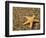 Glass Beach with Star Fish, Kauai, Hawaii, USA-Terry Eggers-Framed Photographic Print