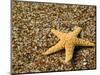 Glass Beach with Star Fish, Kauai, Hawaii, USA-Terry Eggers-Mounted Photographic Print