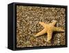 Glass Beach with Star Fish, Kauai, Hawaii, USA-Terry Eggers-Framed Stretched Canvas