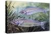 Glass Catfish (Kryptopterus Bicirrhis), Siluridae, Drawing-null-Stretched Canvas