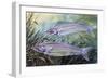 Glass Catfish (Kryptopterus Bicirrhis), Siluridae, Drawing-null-Framed Giclee Print