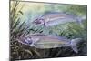 Glass Catfish (Kryptopterus Bicirrhis), Siluridae, Drawing-null-Mounted Giclee Print