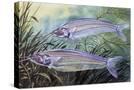 Stretched Canvas