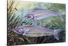 Stretched Canvas
