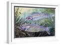 White Frame