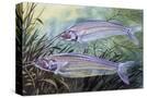 Stretched Canvas