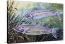 Stretched Canvas