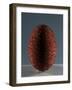 Glass Egg-null-Framed Giclee Print