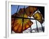 Glass Exhibit at Union Station, Tacoma, Washington, USA-Merrill Images-Framed Photographic Print