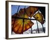 Glass Exhibit at Union Station, Tacoma, Washington, USA-Merrill Images-Framed Photographic Print