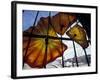 Glass Exhibit at Union Station, Tacoma, Washington, USA-Merrill Images-Framed Photographic Print