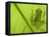 Glass Frog, Amazonia, Se Ecuador-Pete Oxford-Framed Stretched Canvas