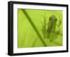 Glass Frog, Amazonia, Se Ecuador-Pete Oxford-Framed Photographic Print