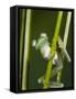 Glass Frog, Choca Region, Ecuador-Pete Oxford-Framed Stretched Canvas