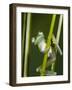 Glass Frog, Choca Region, Ecuador-Pete Oxford-Framed Photographic Print