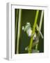 Glass Frog, Choca Region, Ecuador-Pete Oxford-Framed Photographic Print