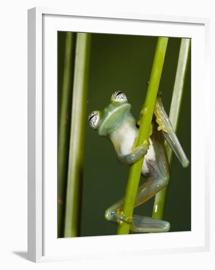 Glass Frog, Choca Region, Ecuador-Pete Oxford-Framed Photographic Print