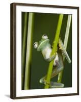 Glass Frog, Choca Region, Ecuador-Pete Oxford-Framed Photographic Print