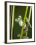 Glass Frog, Choca Region, Ecuador-Pete Oxford-Framed Photographic Print