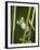 Glass Frog, Choca Region, Ecuador-Pete Oxford-Framed Photographic Print