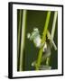 Glass Frog, Choca Region, Ecuador-Pete Oxford-Framed Photographic Print