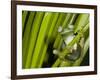 Glass Frog, Choca Region, Ecuador-Pete Oxford-Framed Photographic Print