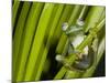 Glass Frog, Choca Region, Ecuador-Pete Oxford-Mounted Photographic Print