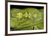 Glass Frogs, Ecuador-Pete Oxford-Framed Photographic Print